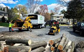 Reliable West Samoset, FL Tree Services Solutions