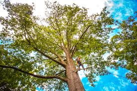 Best Emergency Tree Removal  in West Samoset, FL